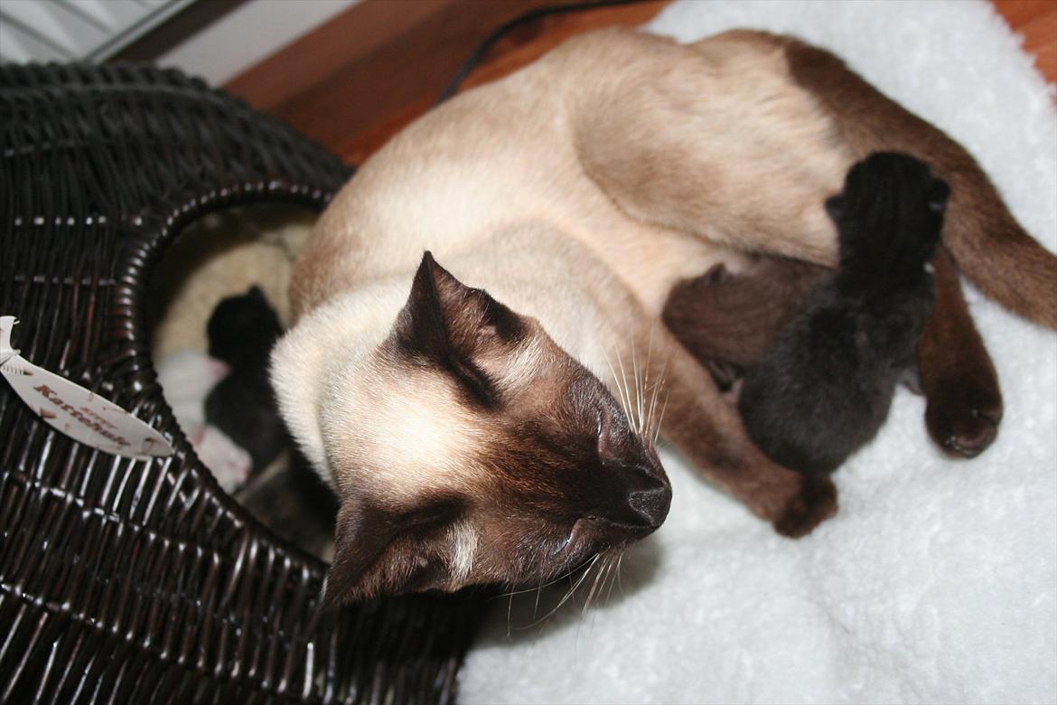 Siameser Joy billede 9