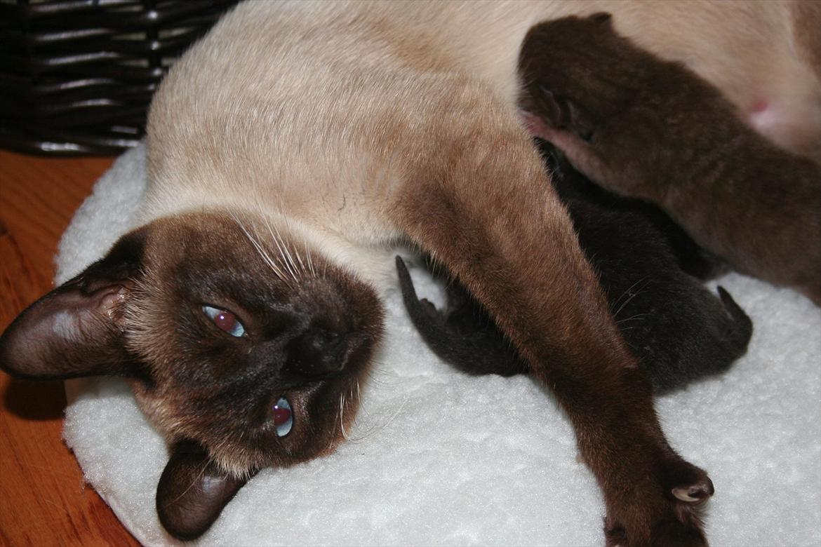 Siameser Joy billede 10