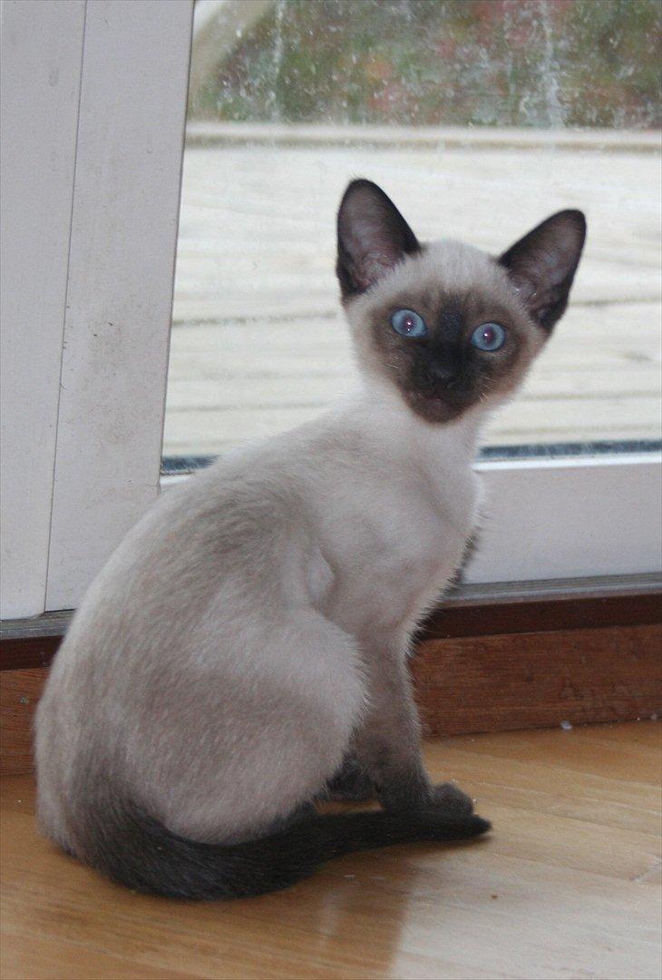 Siameser Joy - Hende selv som killing. billede 11