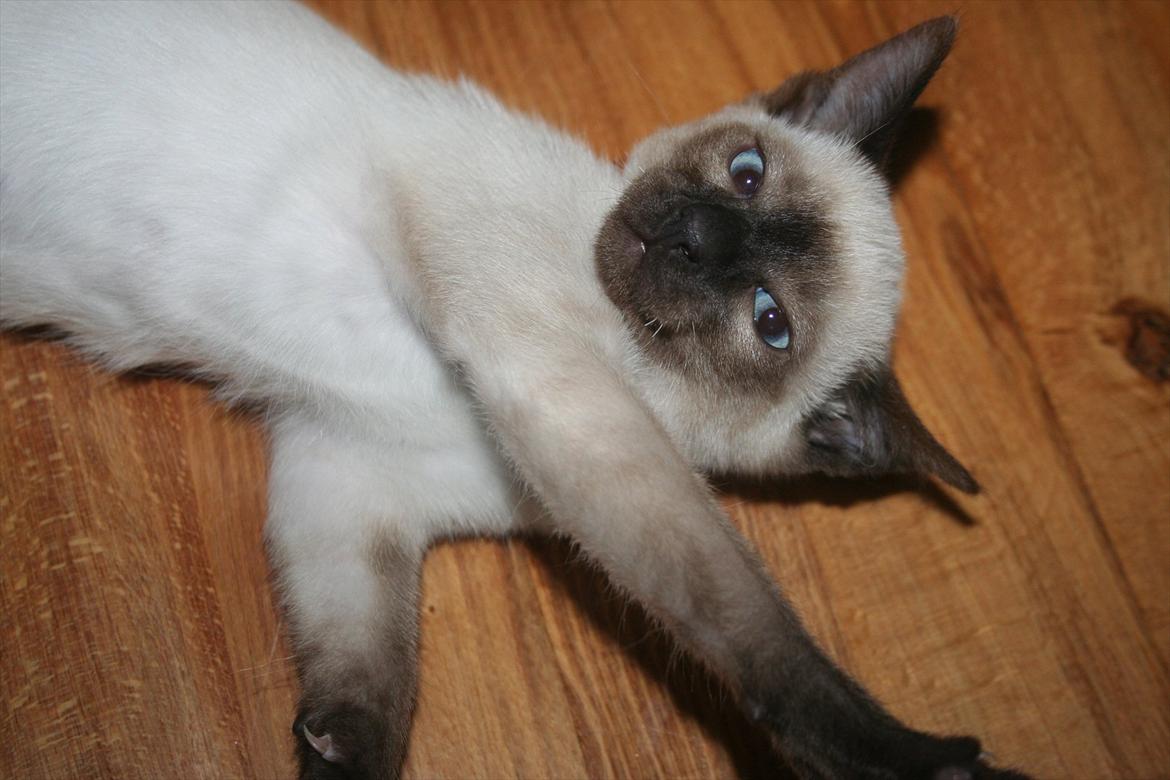 Siameser Joy billede 12