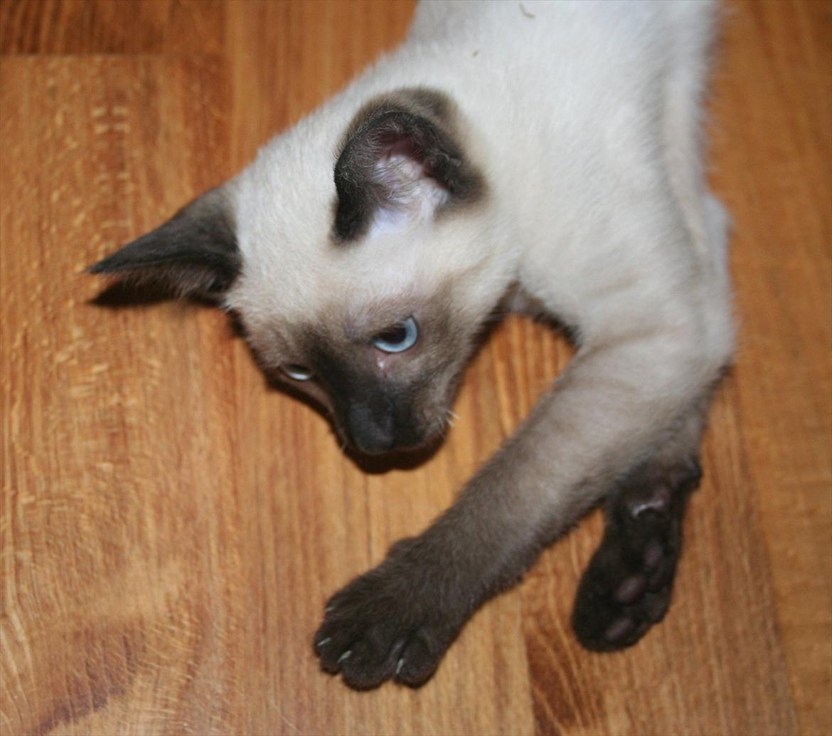 Siameser Joy billede 13