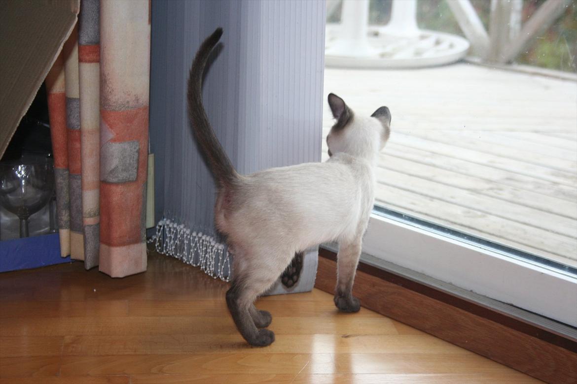 Siameser Joy billede 14