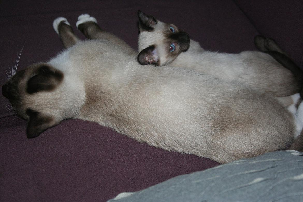 Blanding af racer Jackson billede 1