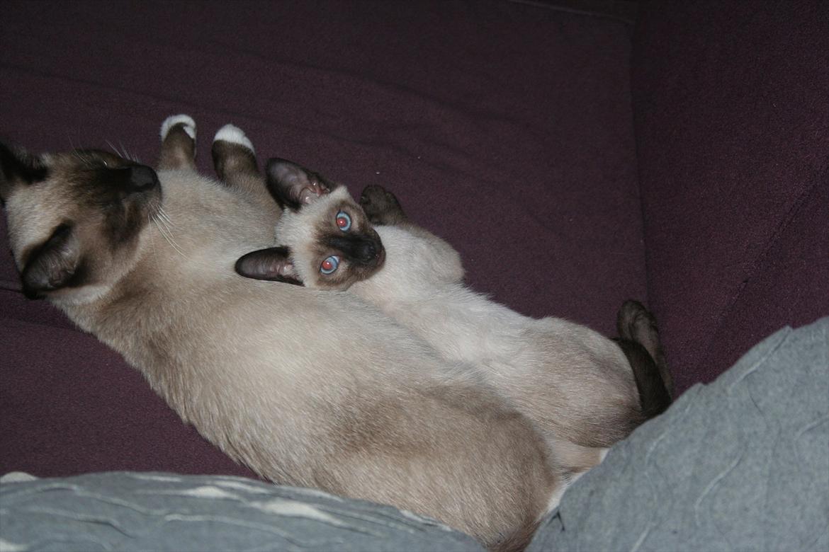 Blanding af racer Jackson billede 2