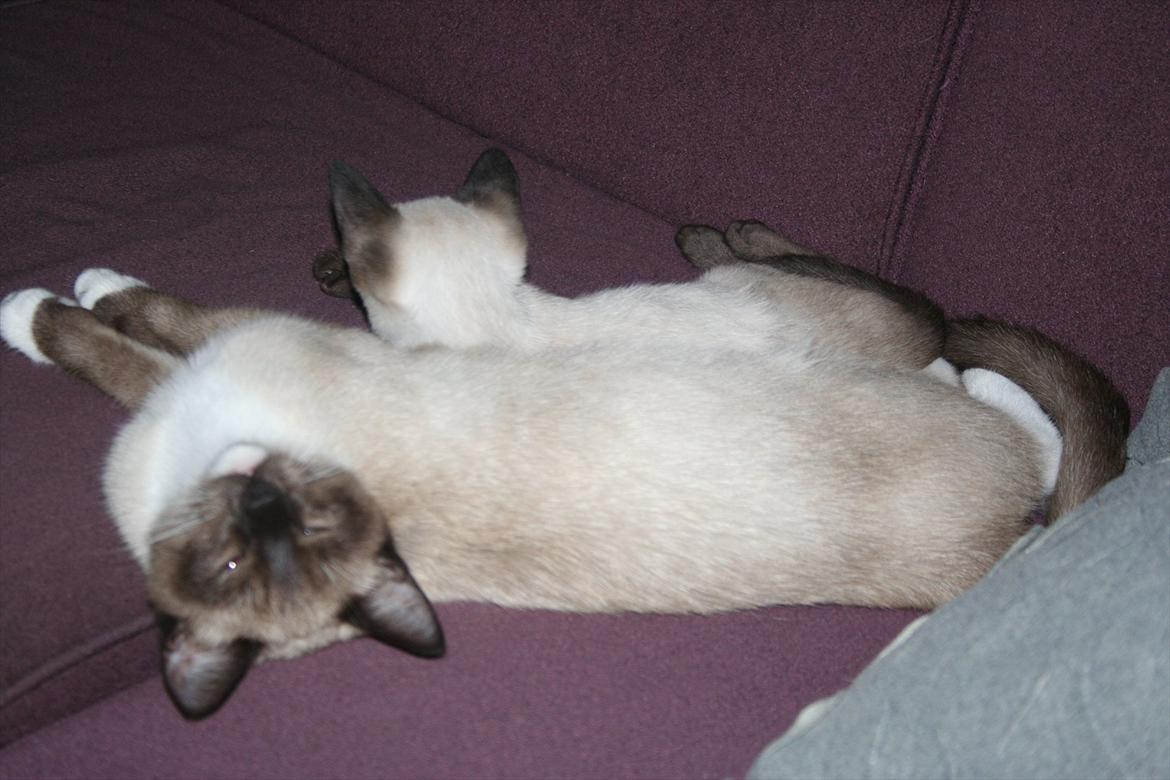 Blanding af racer Jackson billede 3