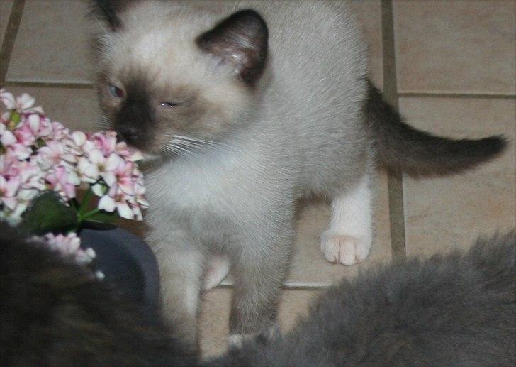 Blanding af racer Jackson billede 4