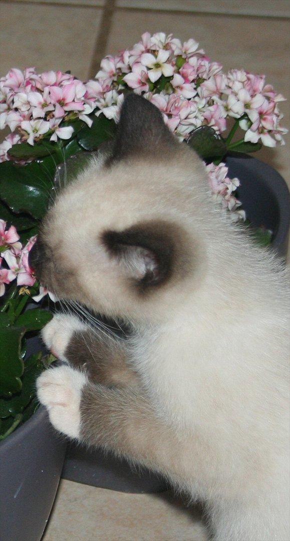 Blanding af racer Jackson billede 5