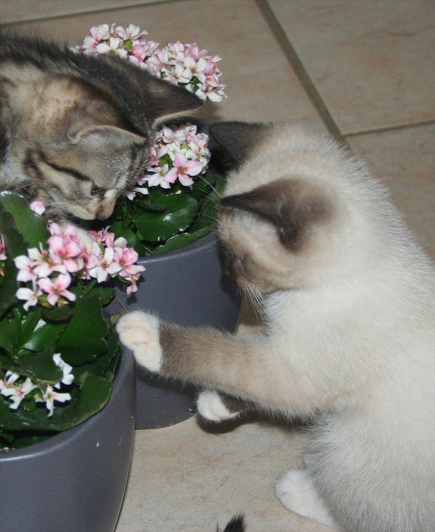 Blanding af racer Jackson billede 6