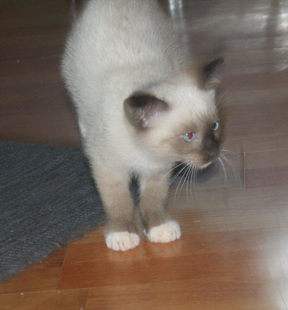 Blanding af racer Jackson billede 7