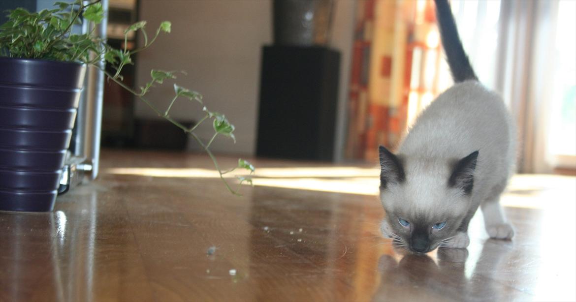 Blanding af racer Jackson billede 8