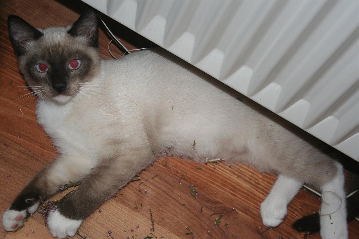 Blanding af racer Jackson billede 9