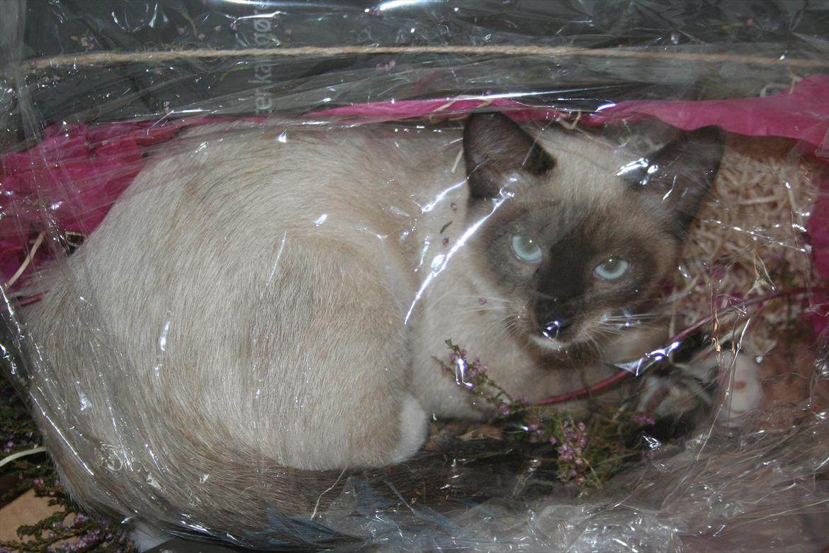 Blanding af racer Jackson billede 10