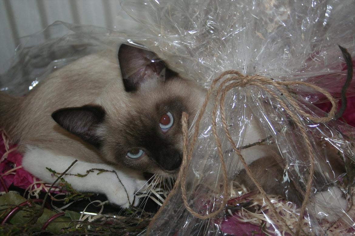 Blanding af racer Jackson billede 11