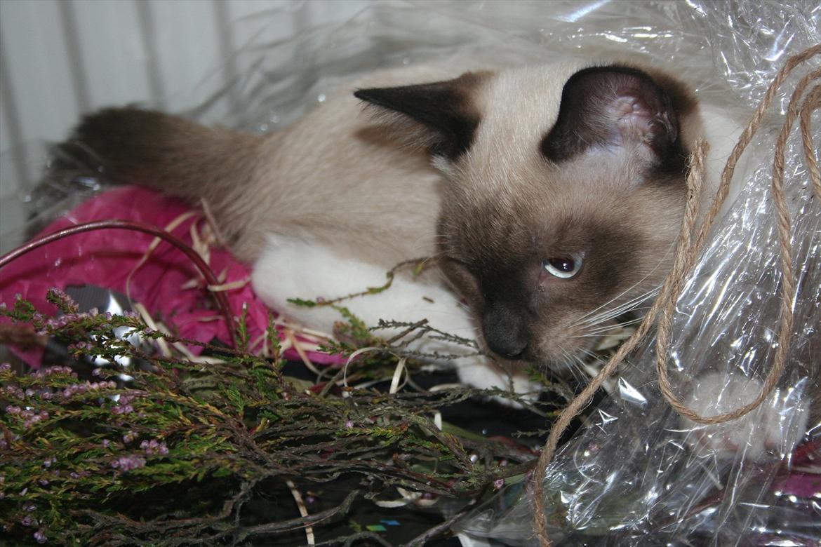 Blanding af racer Jackson billede 12