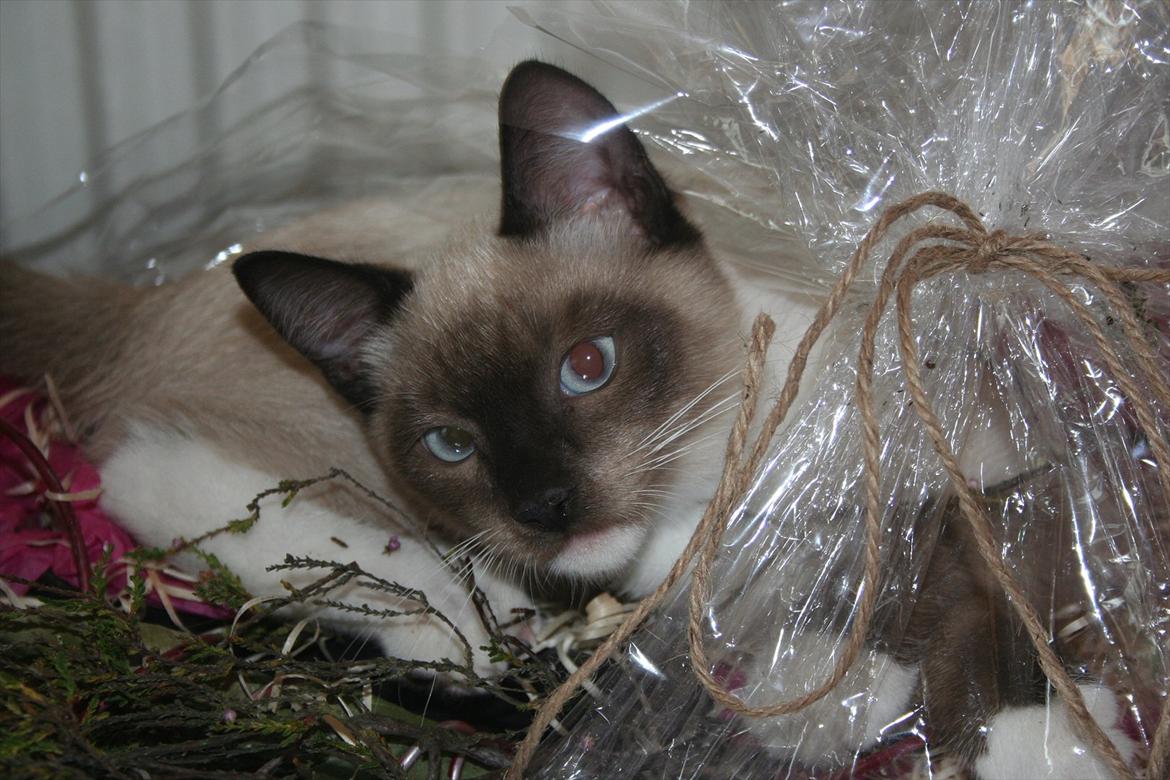 Blanding af racer Jackson billede 13