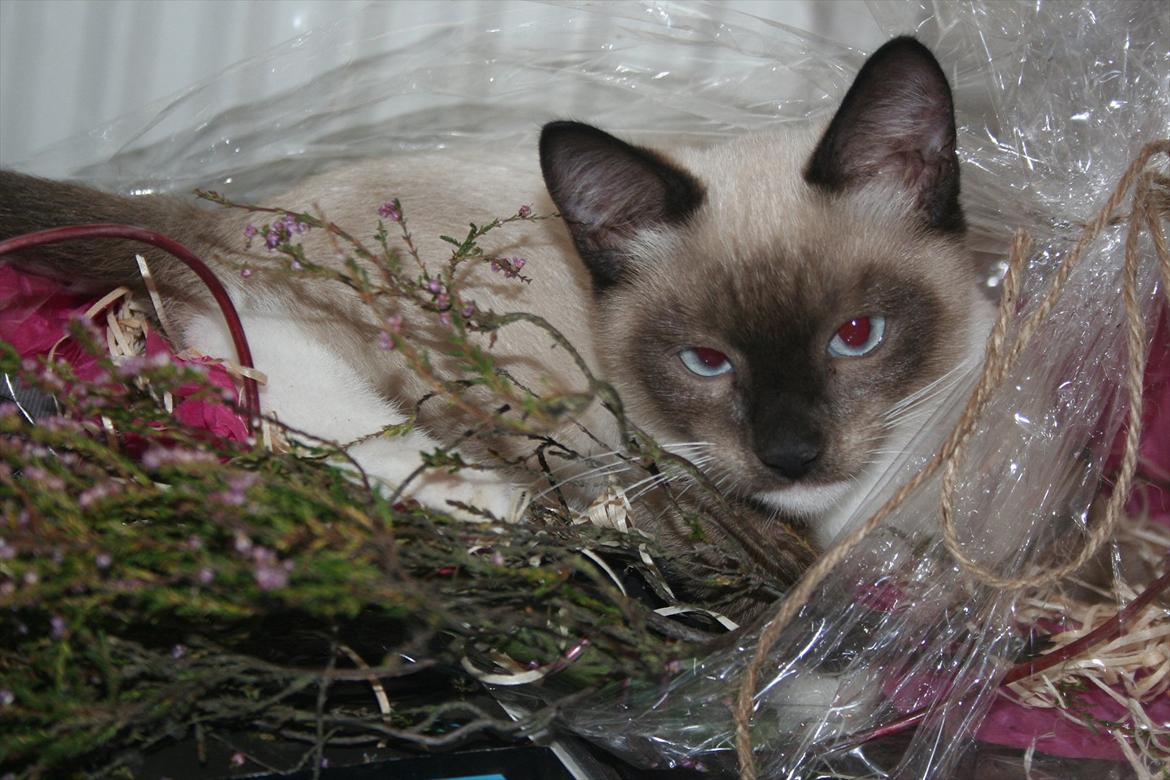 Blanding af racer Jackson billede 14