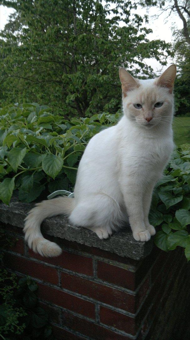 Huskat Snebold billede 1