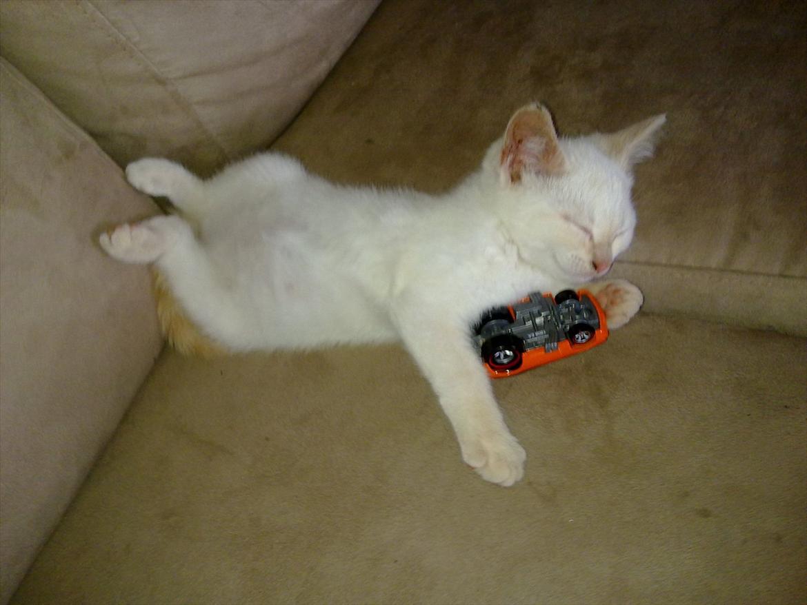 Huskat Snebold billede 2