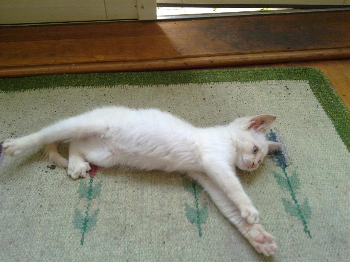 Huskat Snebold billede 4