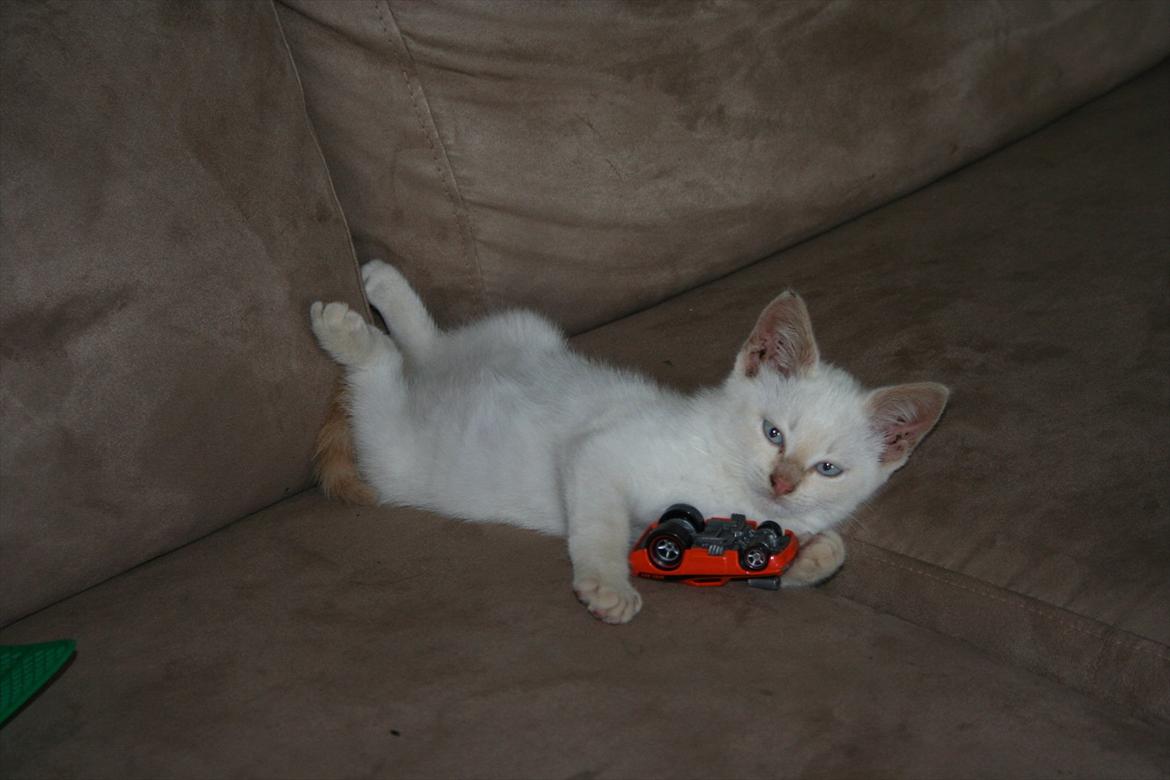 Huskat Snebold billede 3