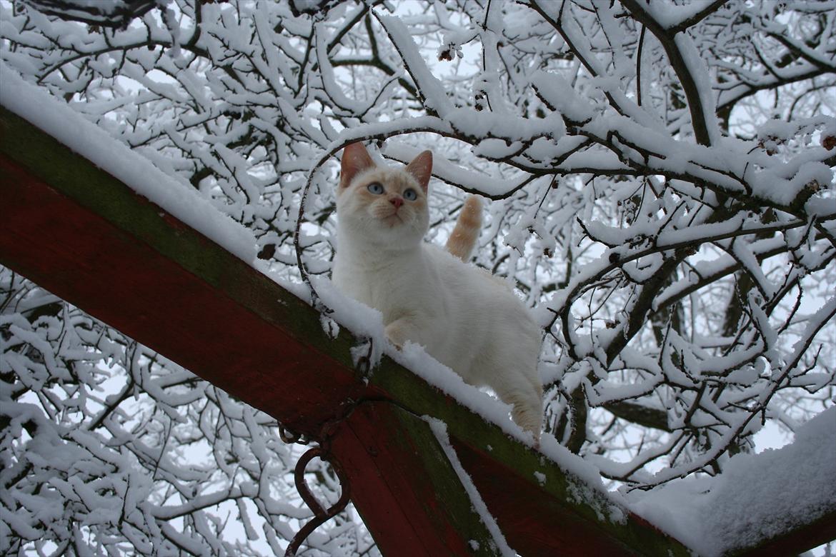 Huskat Snebold billede 5