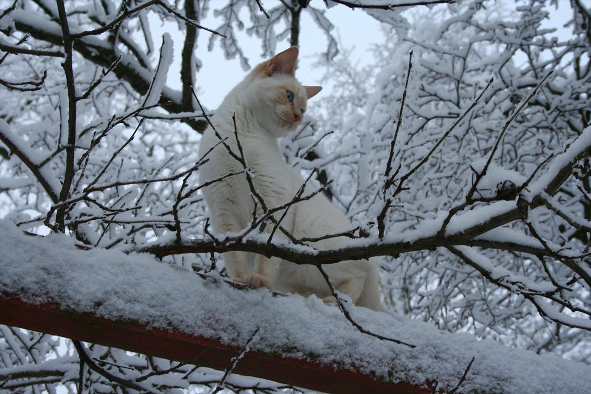 Huskat Snebold billede 6