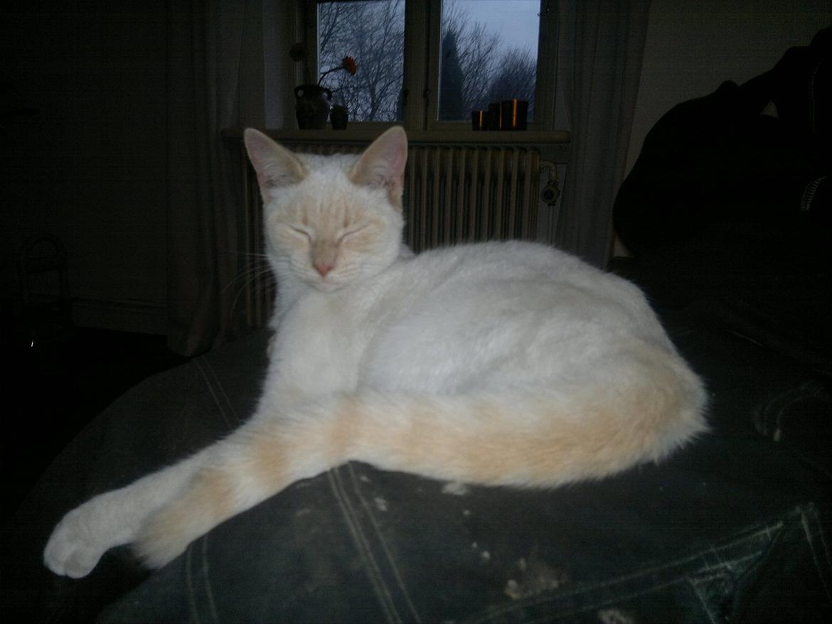 Huskat Snebold billede 7