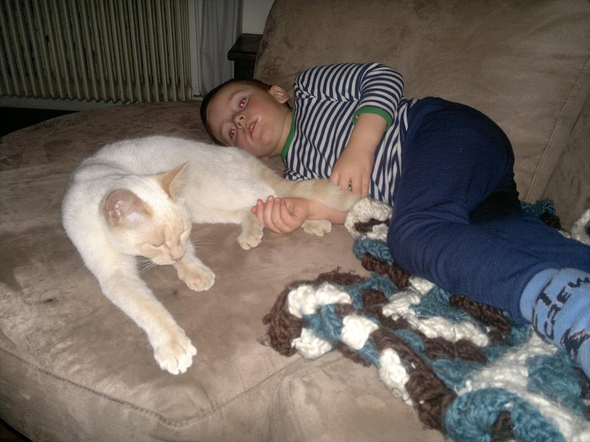 Huskat Snebold billede 8