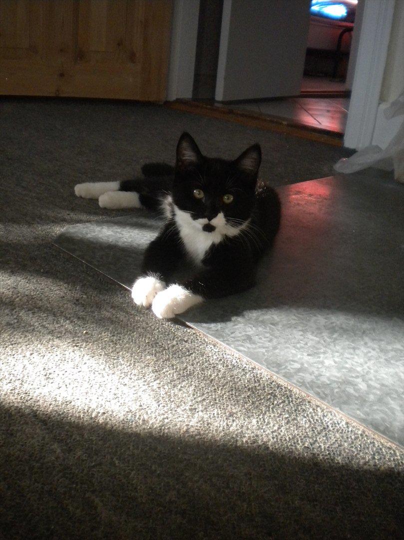 Huskat Anders  billede 1