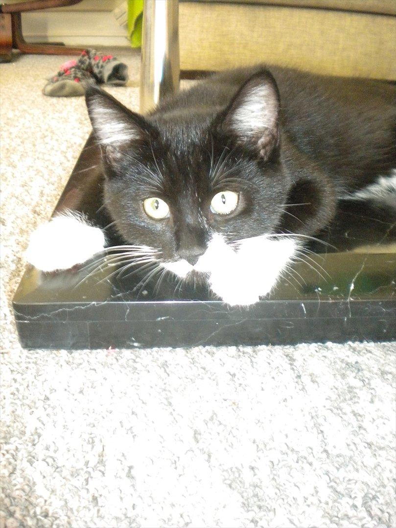 Huskat Anders  billede 2