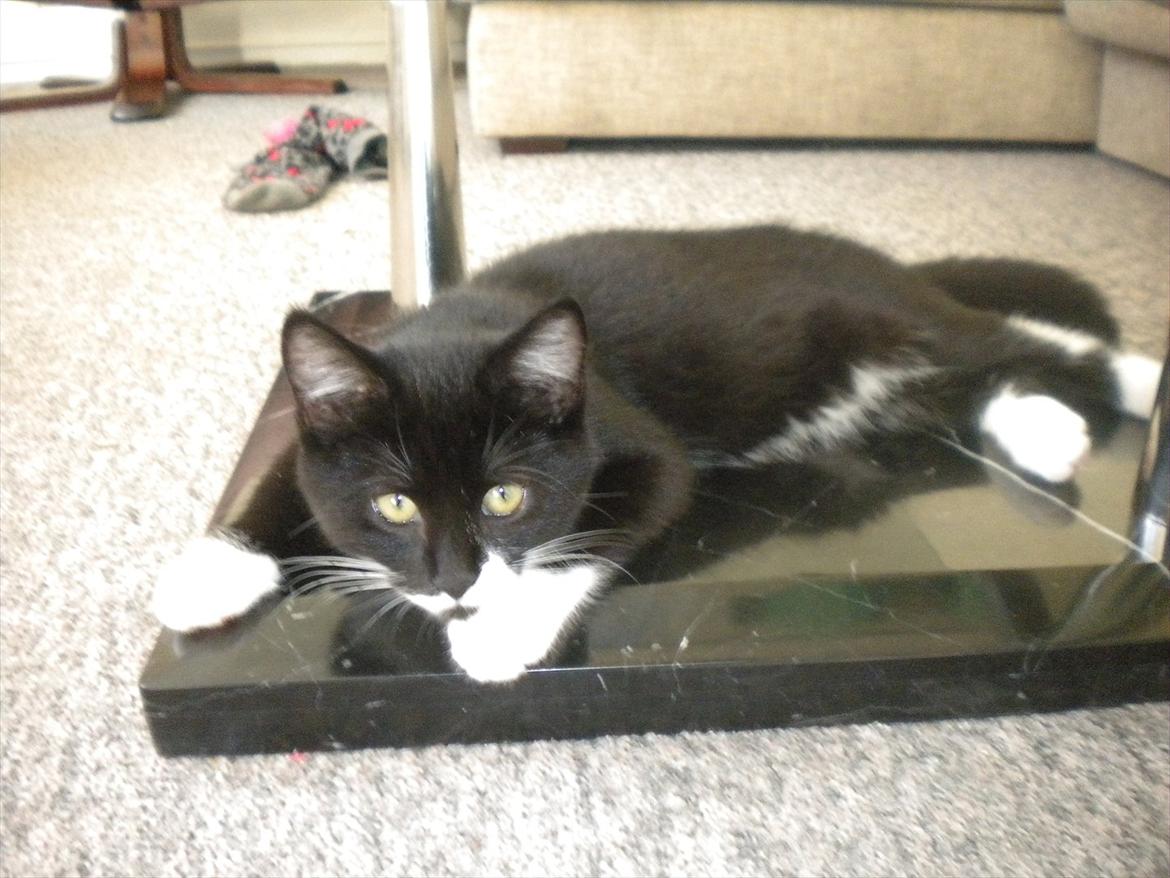 Huskat Anders  billede 3