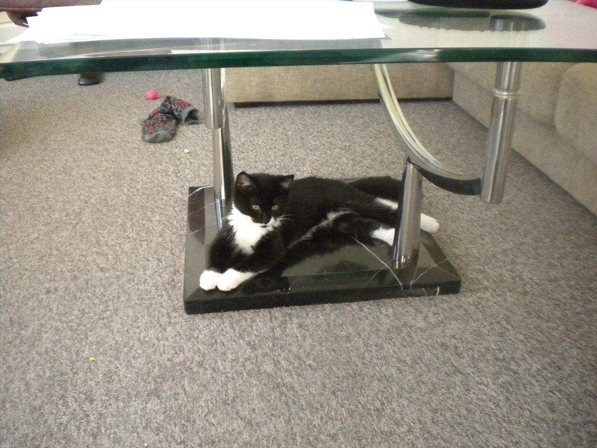 Huskat Anders  billede 4