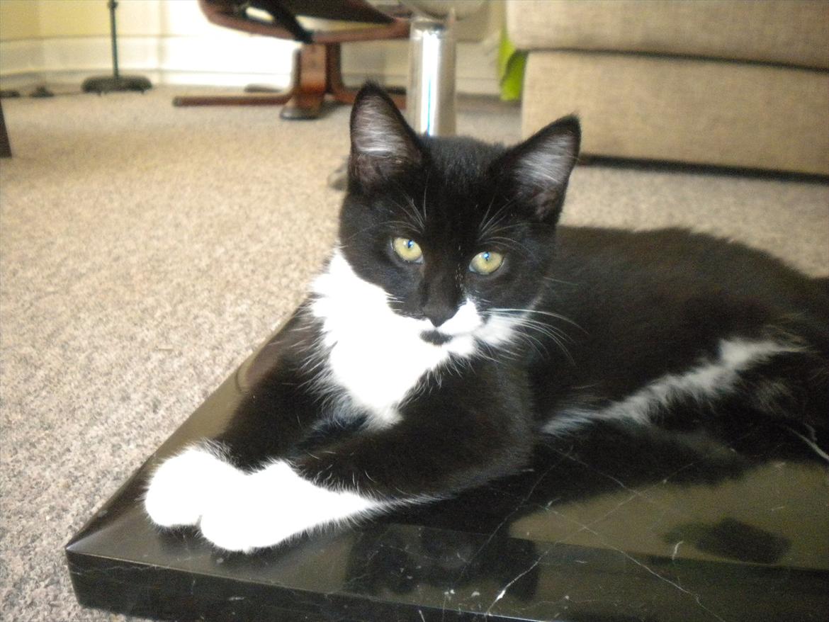 Huskat Anders  billede 5