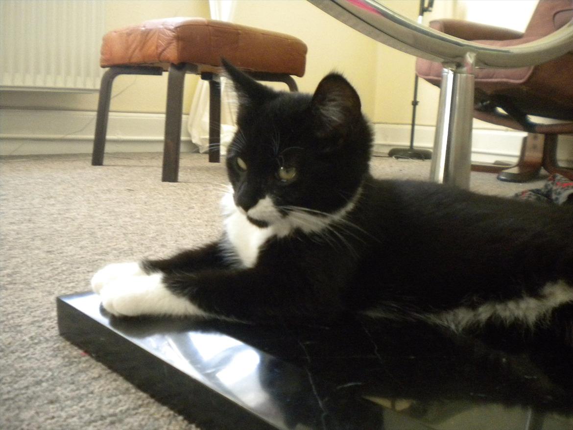 Huskat Anders  billede 6