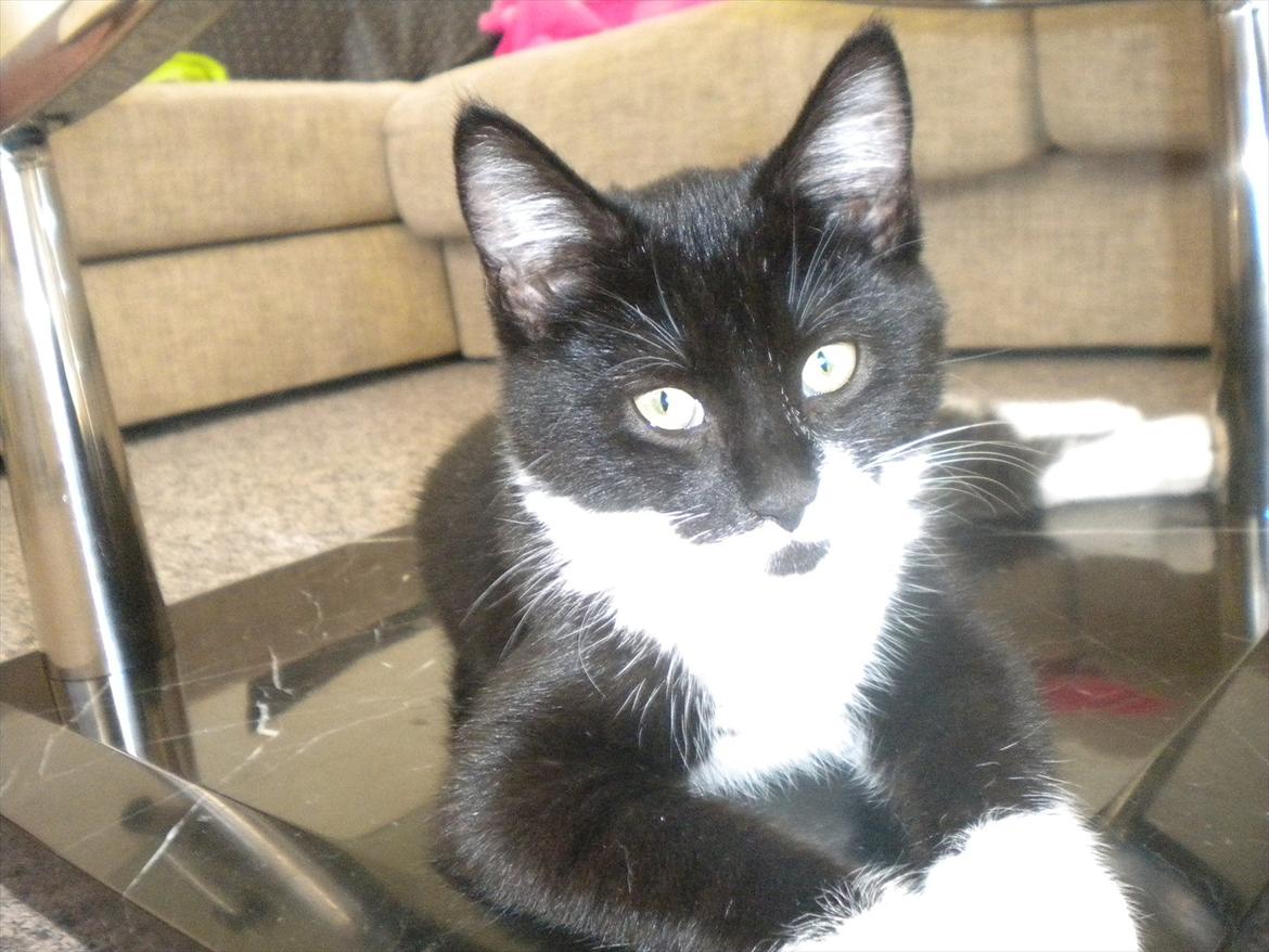 Huskat Anders  billede 7