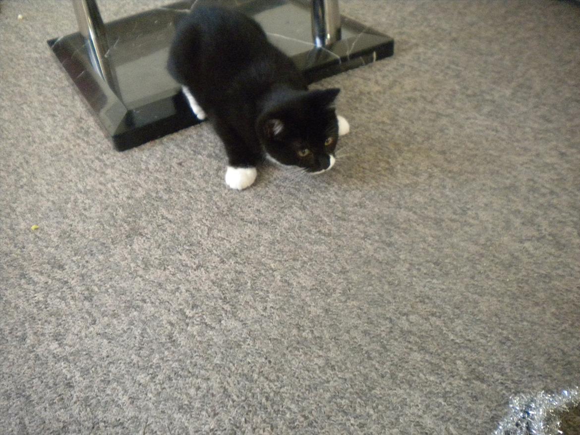 Huskat Anders  billede 8