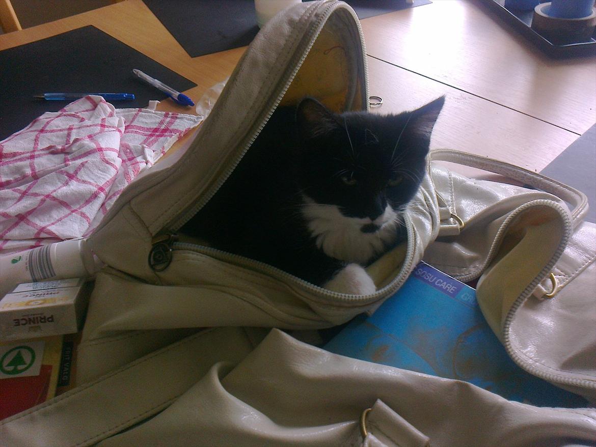 Huskat Anders  billede 9