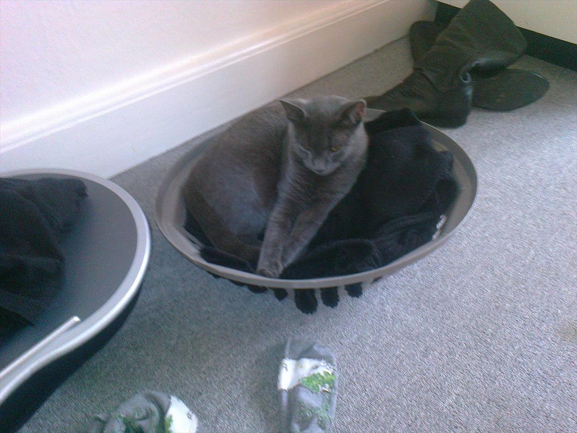 Huskat my - Ej mor du skal ikke stå der og tage billeder af mig , jeg er uha så træt. :p billede 12