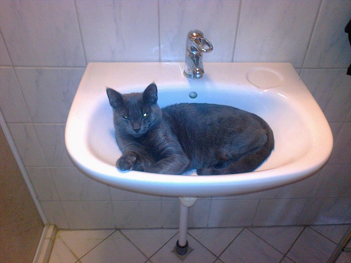 Huskat my - Lille My der hygger sig i håndvasken ;p  billede 13