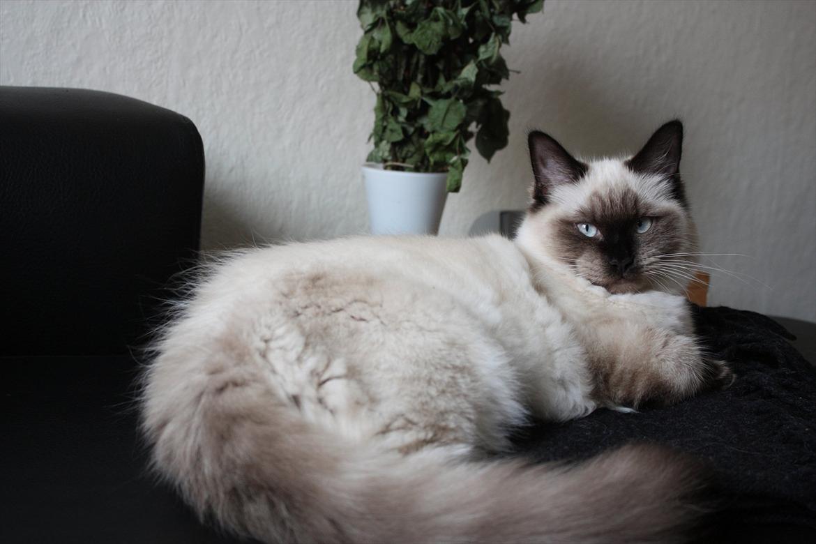 Ragdoll Calipso billede 1