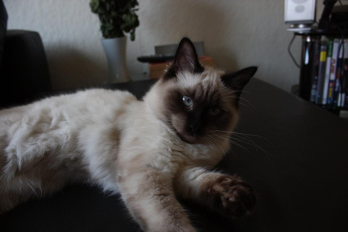 Ragdoll Calipso billede 2