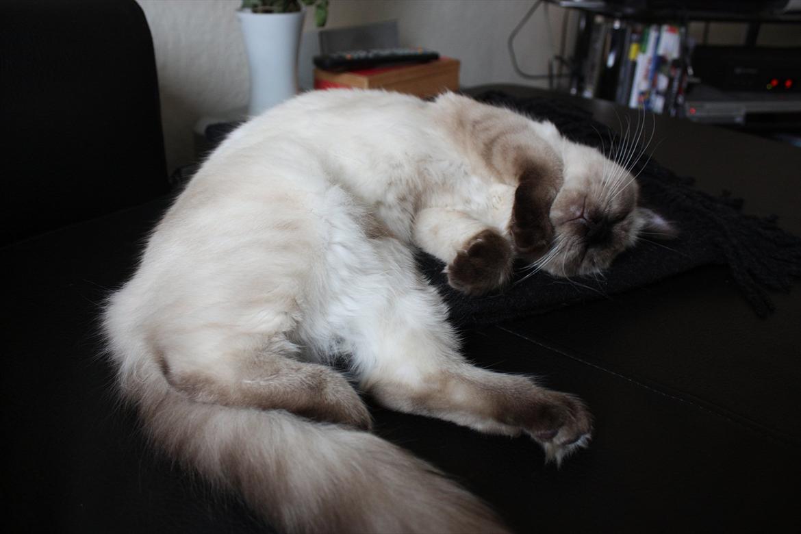 Ragdoll Calipso billede 3
