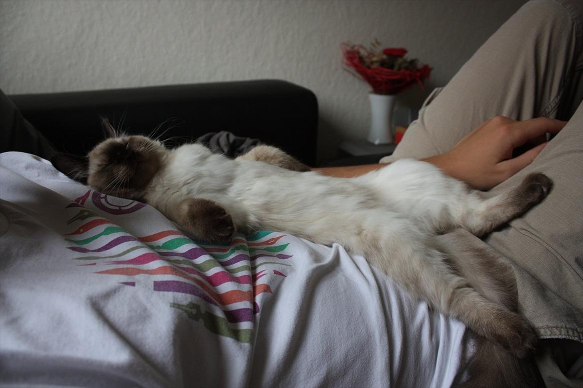 Ragdoll Calipso billede 4