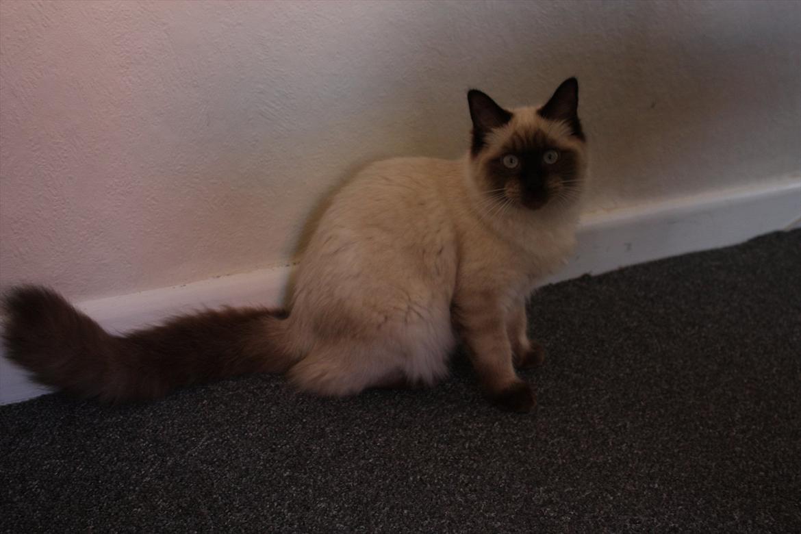 Ragdoll Calipso billede 5