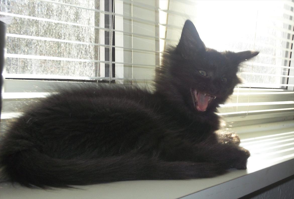 Norsk Skovkat DK Kaunas Cody billede 1