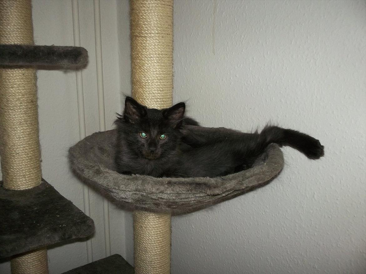 Norsk Skovkat DK Kaunas Cody billede 2