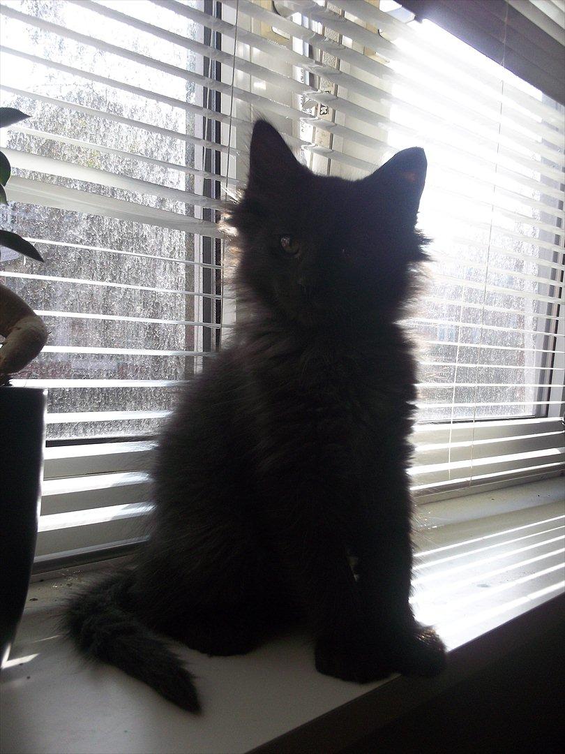 Norsk Skovkat DK Kaunas Cody billede 3