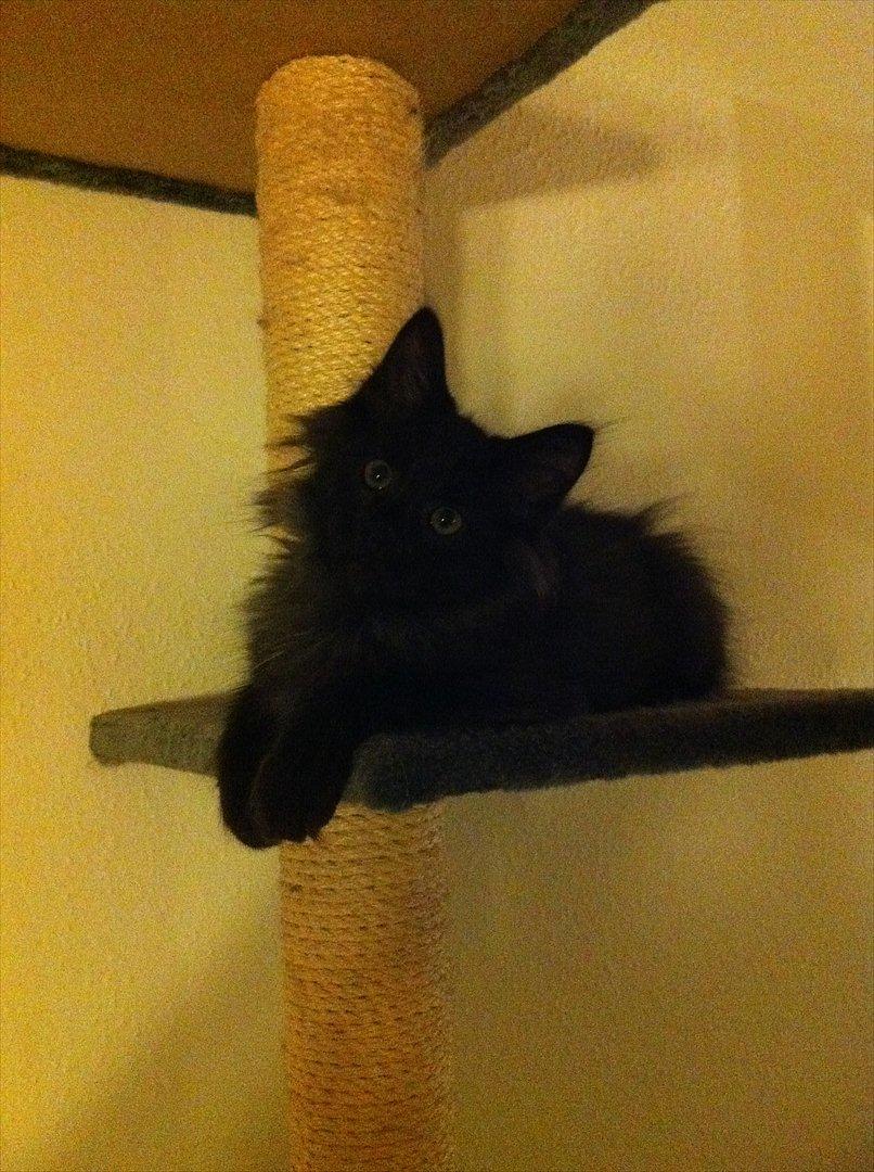 Norsk Skovkat DK Kaunas Cody billede 4