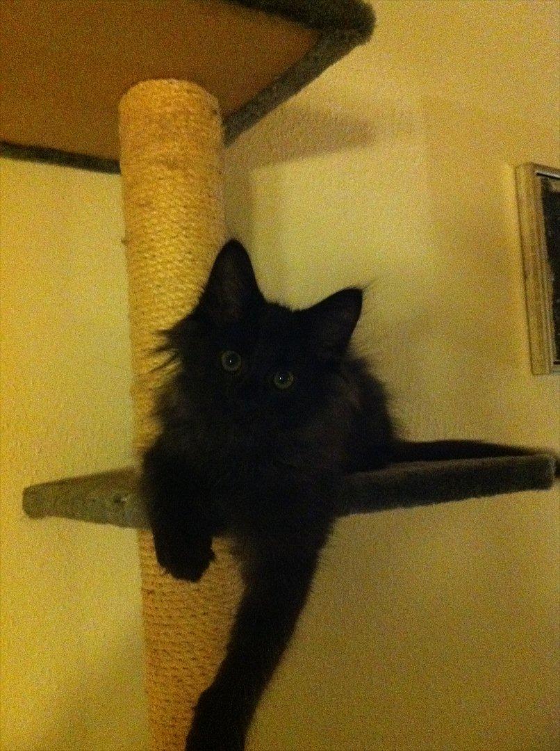 Norsk Skovkat DK Kaunas Cody billede 5