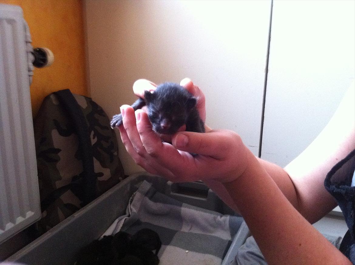 Norsk Skovkat DK Kaunas Cody - Nyfødte Cody, 1 døgn gammel og udvalgt! billede 6